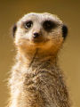 Picture of Computing Mongoose
